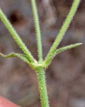 Silene laciniata