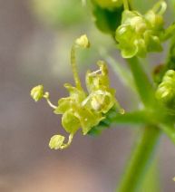 Tauschia arguta