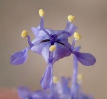 Ceanothus leucodermis