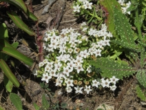 Myoporum parvifolium