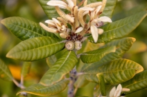Lithocarpus densiflorus