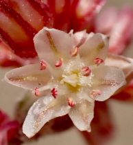 Eriogonum saxatile