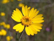 Layia septentrionalis