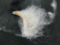 Micropus amphibolus