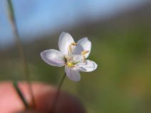 Hesperolinon spergulinum