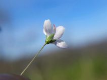 Hesperolinon spergulinum