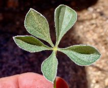 Pediomelum californicum