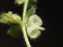Pterostegia drymarioides