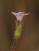 Gilia achilleifolia ssp. multicaulis