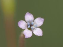 Gilia achilleifolia ssp. multicaulis