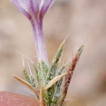 Langloisia setosissima ssp. punctata - Calflora