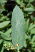 Frangula californica ssp. tomentella