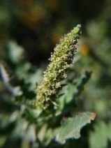Blitum californicum