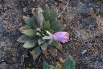 Oenothera deltoides ssp. cognata