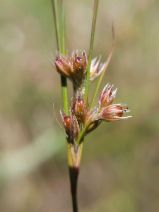 Juncus occidentalis
