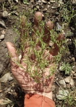Githopsis diffusa ssp. diffusa