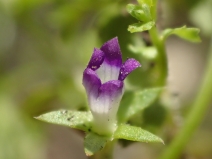 Githopsis diffusa ssp. diffusa