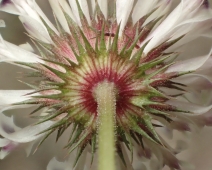 Trifolium obtusiflorum
