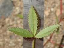 Trifolium obtusiflorum