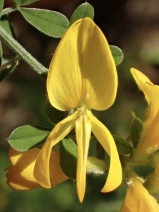 Genista monspessulana