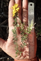 Genista monspessulana