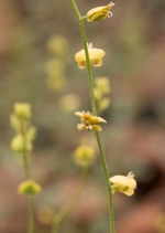 Streptanthus polygaloides