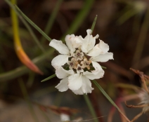 Calycadenia oppositifolia