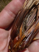 Carex schottii