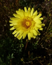Agoseris hirsuta