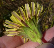 Agoseris hirsuta