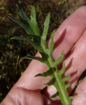 Agoseris hirsuta
