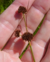 Juncus bolanderi