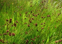 Juncus bolanderi