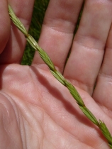 Elymus trachycaulus ssp. trachycaulus