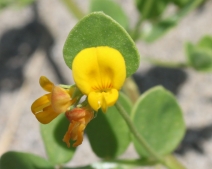 Lotus salsuginosus