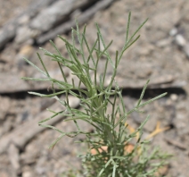 Artemisia californica