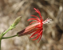 Silene laciniata