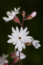 Lithophragma parviflorum