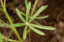 Lupinus bicolor