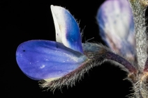 Lupinus bicolor