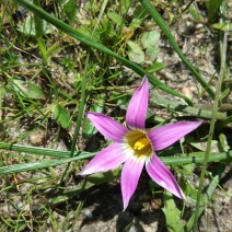 Romulea rosea var. australis