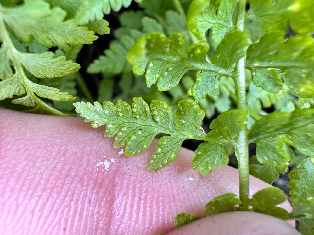 Cystopteris fragilis