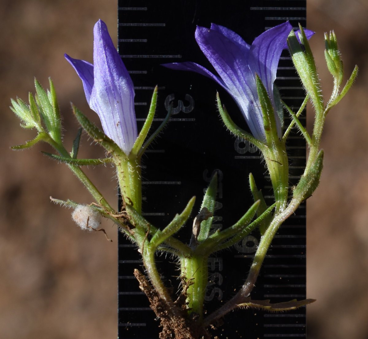 Githopsis pulchella ssp. campestris