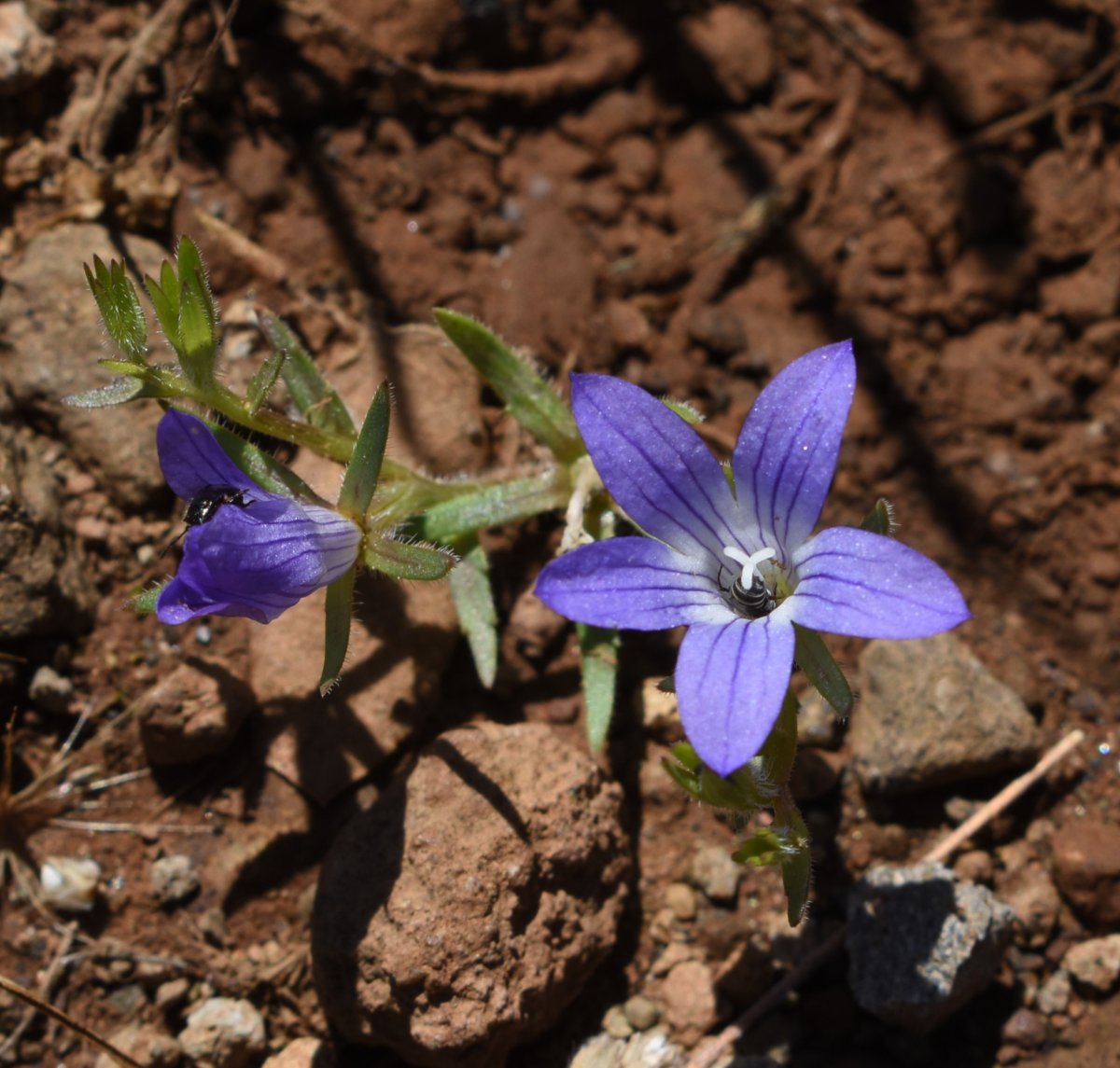 Githopsis pulchella ssp. campestris