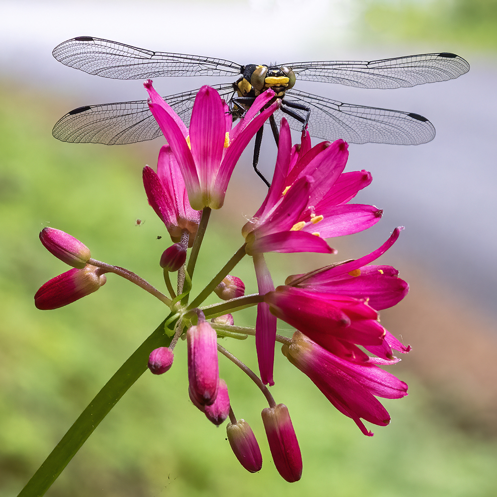 Clintonia andrewsiana