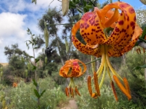 Search for Plants Results - Calflora