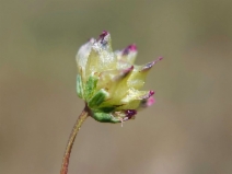 Trifolium depauperatum var. truncatum