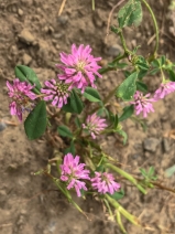 Trifolium resupinatum