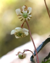 Chimaphila menziesii