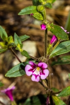 Mimulus layneae